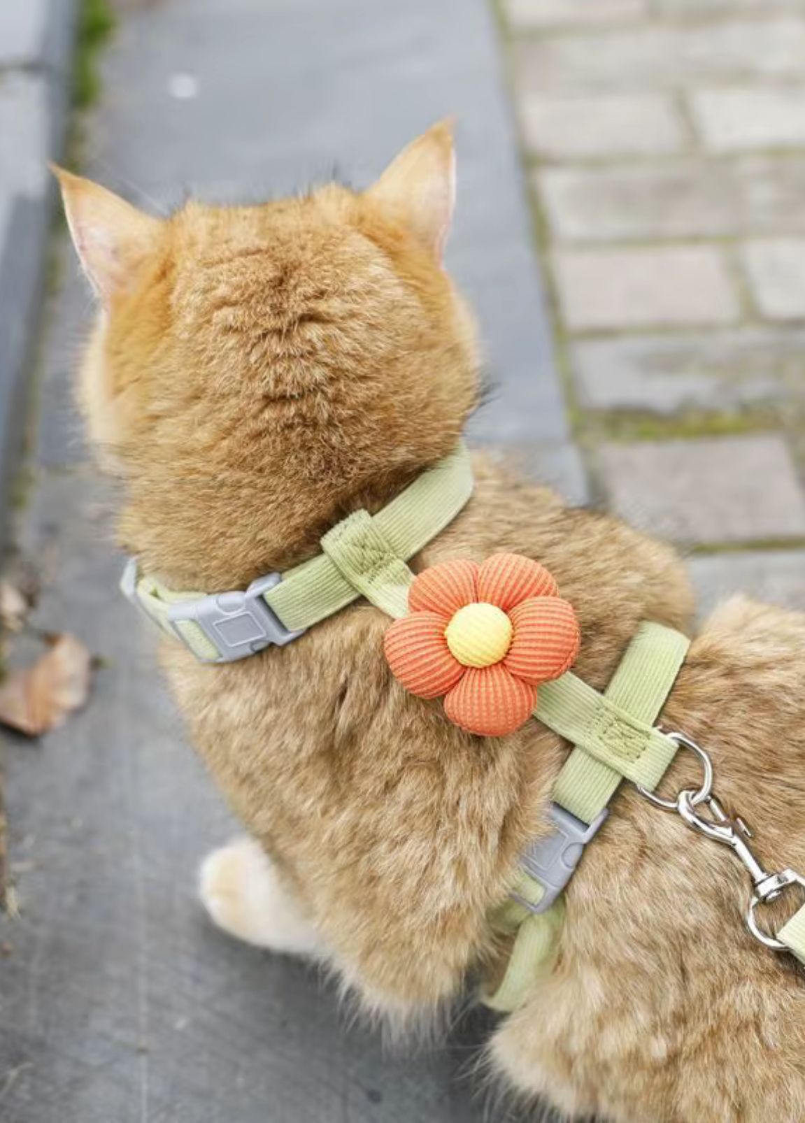 Arnês para Gato