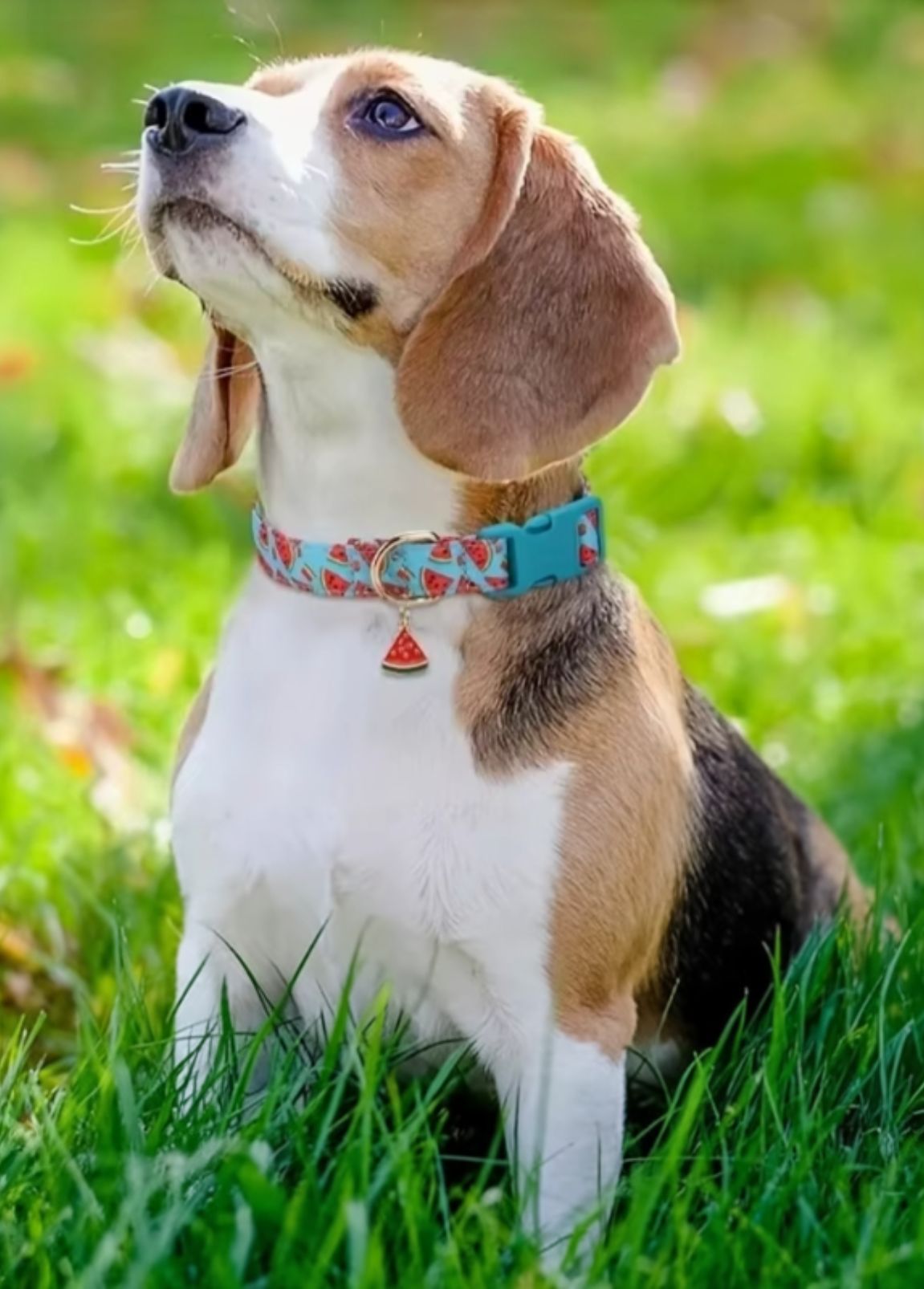 Coleira para Cão