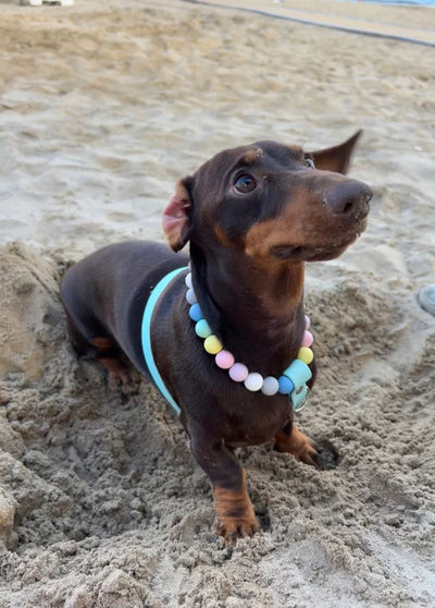 Arnês Puppies & Pom Poms