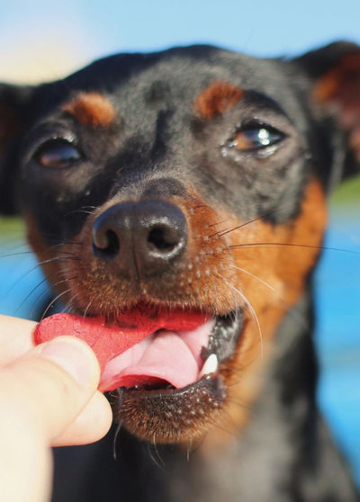 Biscoitos Cooka's Cookies - Baterraba