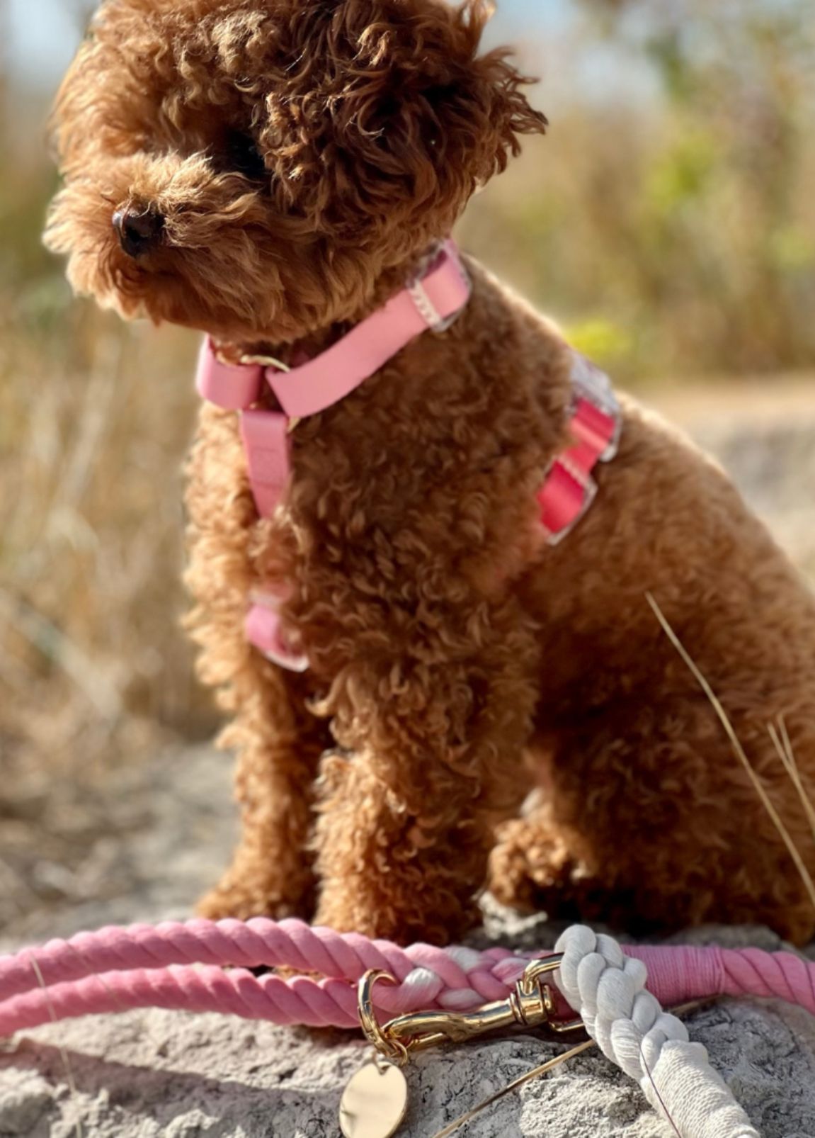 Arnês Woofs & Co