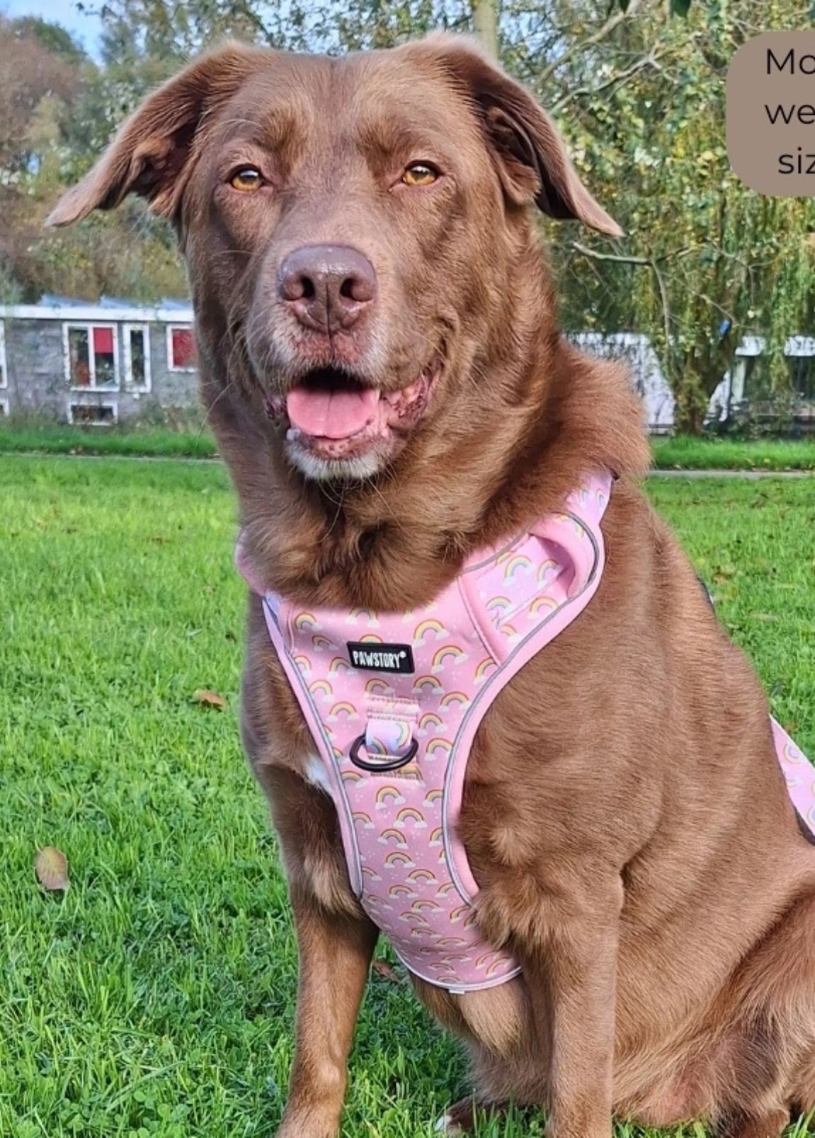Arnês Pawstory