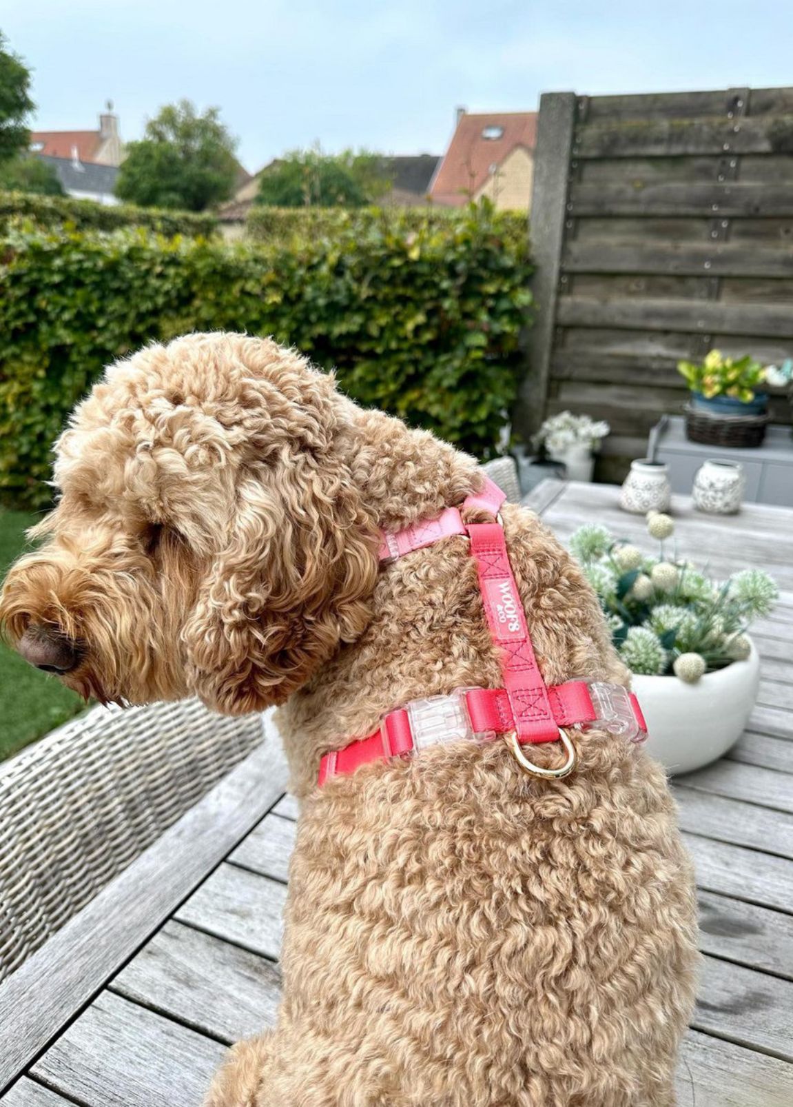 Arnês Woofs & Co