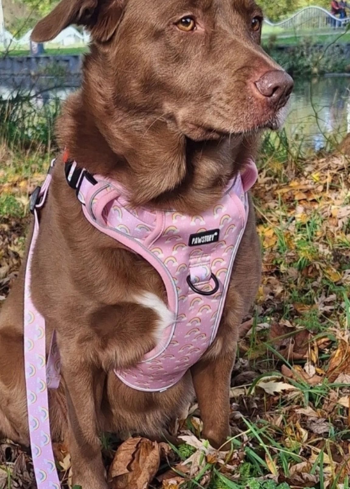 Arnês Pawstory