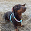Arnês Puppies & Pom Poms