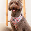 Arnês Nuk Pets Floral