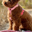 Arnês Woofs & Co