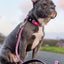 Coleira para Cão Max & Molly