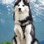 Arnês Woolly Wolf