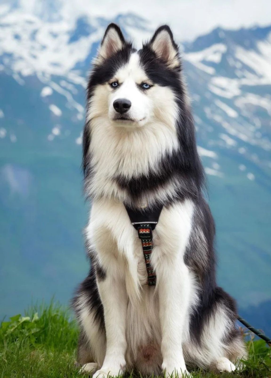 Arnês Woolly Wolf