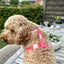 Arnês Woofs & Co