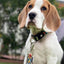 Coleira para Cão Max & Molly